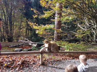 Affenberg Salem am Bodensee 2022