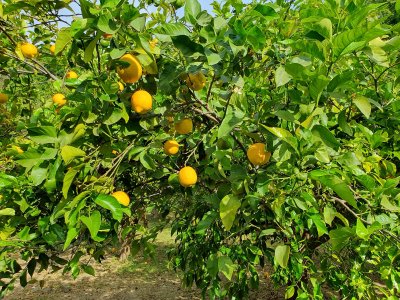 Malaga Jardin Botanico 2025