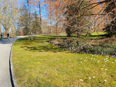 Insel Meinau - Bodensee - 2025