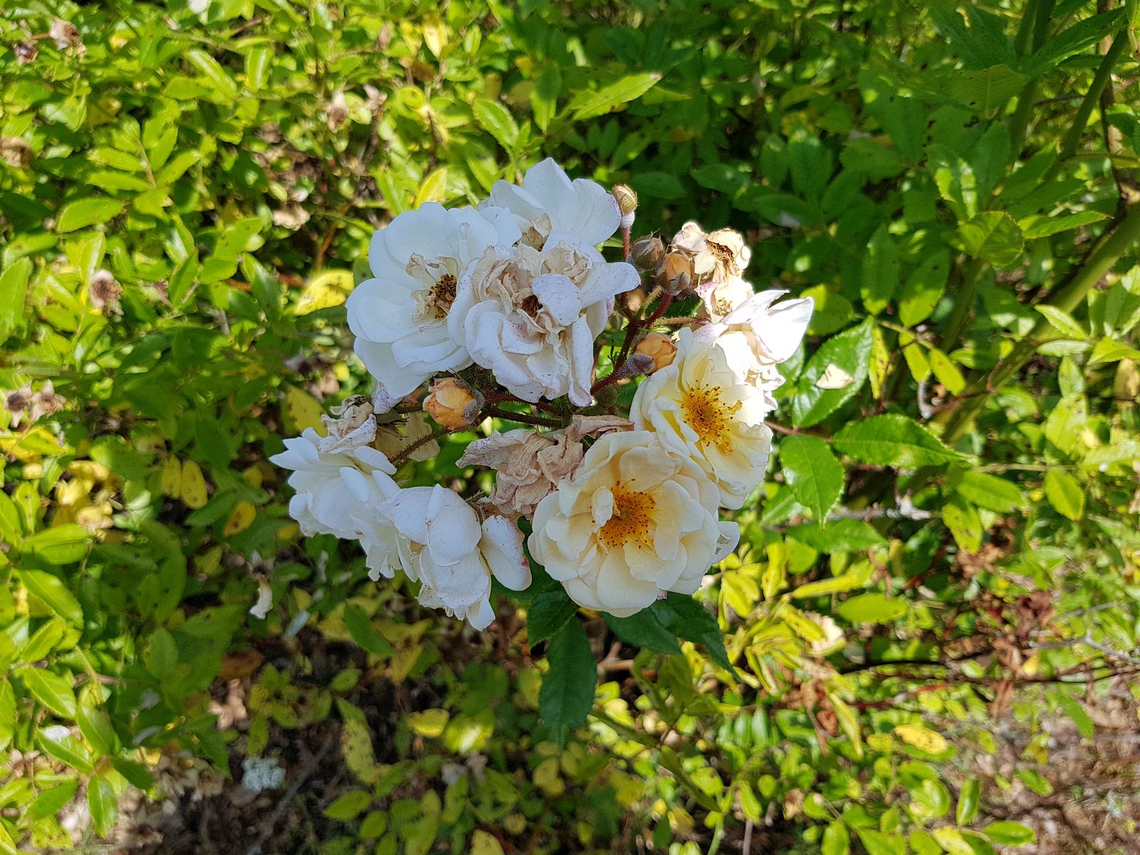 Schlosspark Dennenlohe