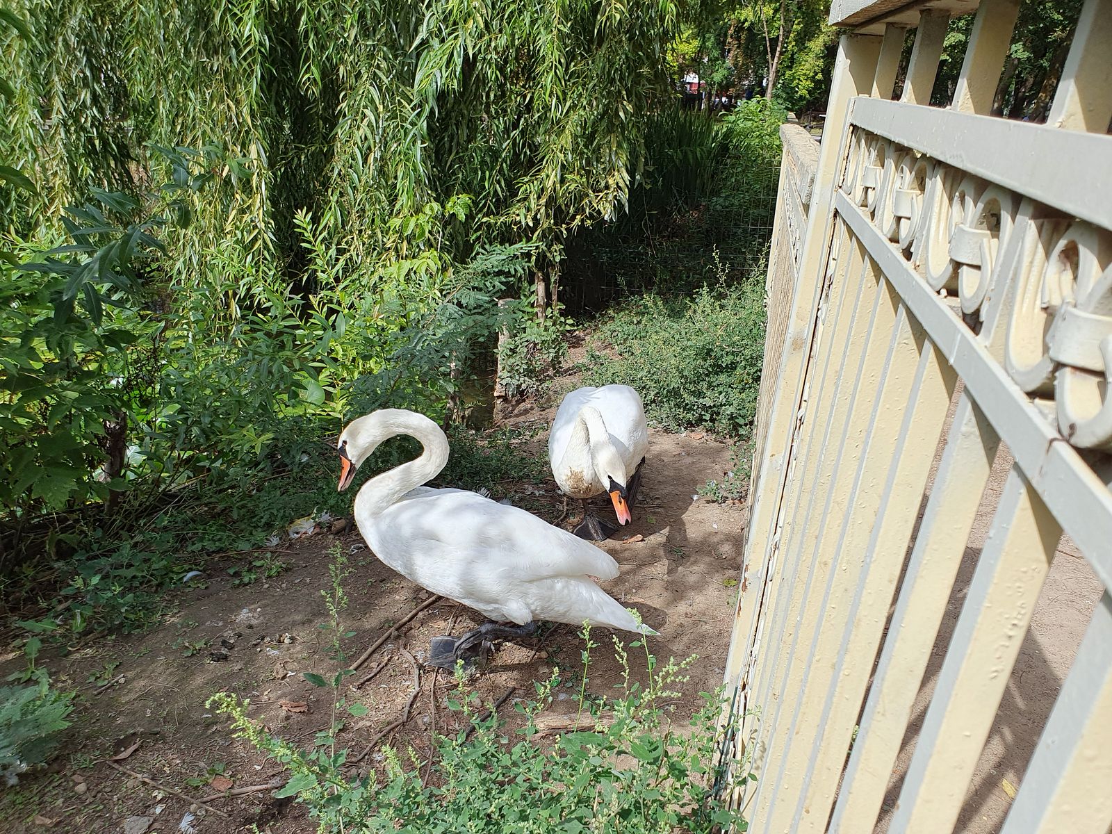 Video Craiova Parcul N. Romanescu 2024