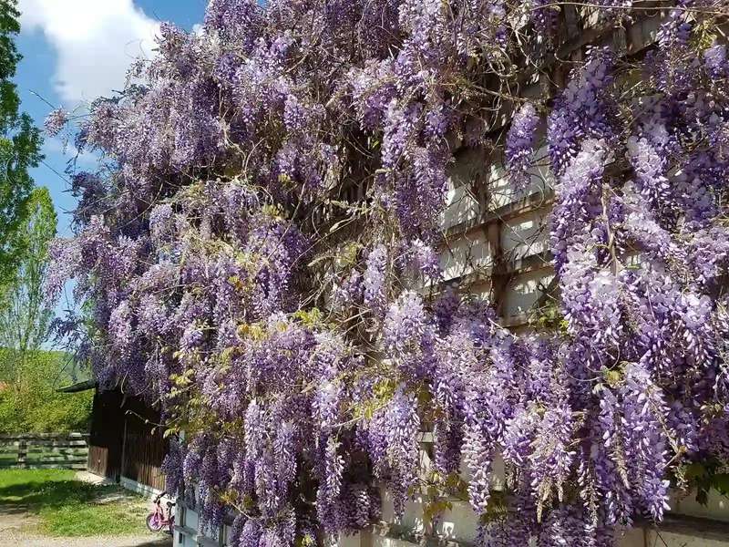Hohenloher Freilandmuseum