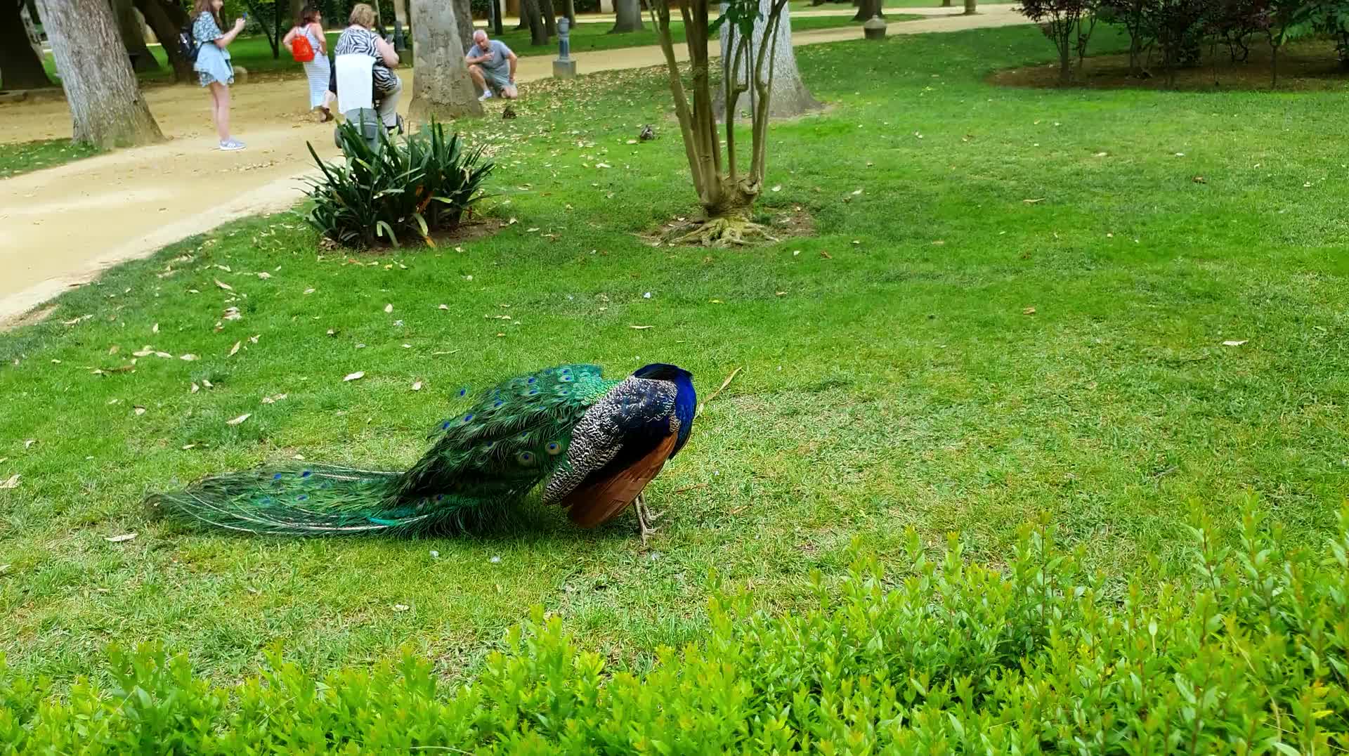 VID_20250506_172821.mp4